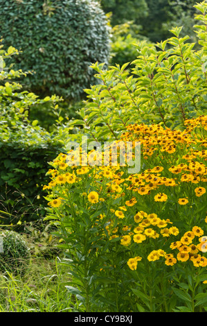 Sneezeweed (Echinacea) Stockfoto