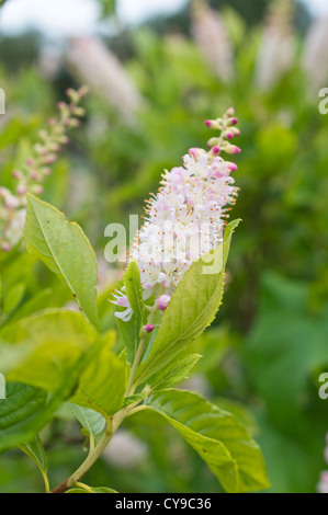 Paprika bush (clethra Alnifolia) Stockfoto