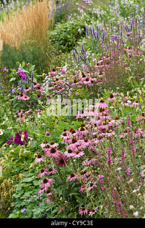 Purple cone Flower (Echinacea purpurea), Blutweiderich (Lythrum salicaria) und Ysop (agastache) Stockfoto