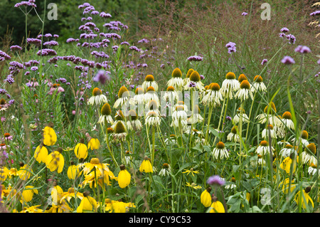 Purple cone Flower (Echinacea purpurea), purpletop Vervain (verbena Bonariensis) und der Kegel Blumen (RUDBECKIA) Stockfoto