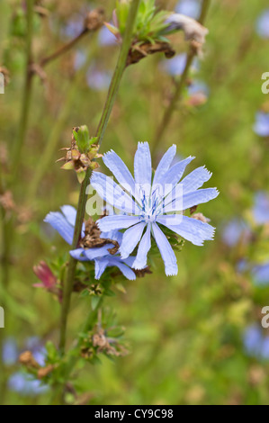 Chicorée (Cichorium intybus) Stockfoto