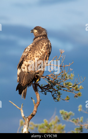 White-Tail Eagle (Haliaeetus Horste). Juveline. Estland. Stockfoto