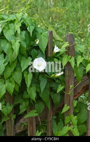 Hedge bindweed (calystegia sepium Sepium) Convolvulus syn. Stockfoto