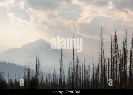 Borealen Wald verbrannt und eine tobende Waldbrand am Octopus Berg in Kootenay National Park, Kanada. Stockfoto