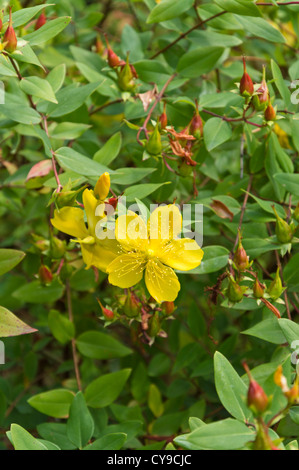 Johanniskraut (Hypericum) Stockfoto