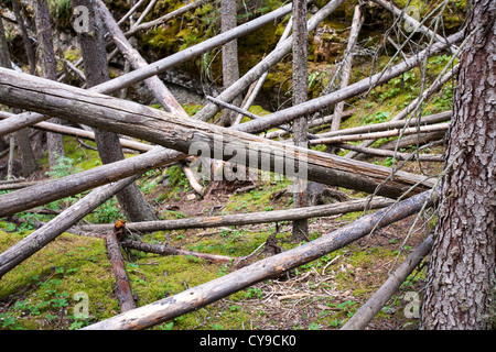 Gefallene Baumstämme im Wald in Johnsons Canyon im Banff Nationalpark, Kanadische Rockies. Stockfoto