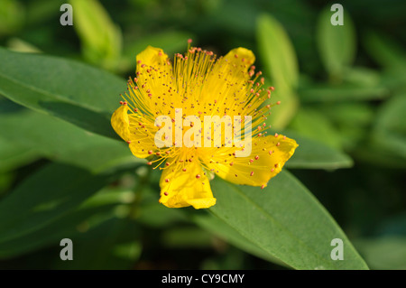 Große Johanniskraut (Hypericum calycinum) Stockfoto