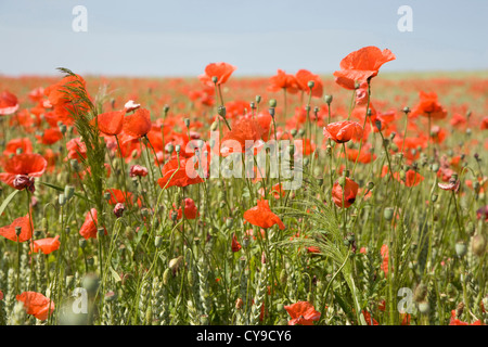 Klatschmohn im Gerstenfeld, Feldberger Seenlandschaft, Landkreis Mecklenburgische Seenplatte, Mecklenburg-Vorpommern, Deutschland Stockfoto