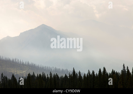 Borealen Wald verbrannt und eine tobende Waldbrand am Octopus Berg in Kootenay National Park, Kanada Stockfoto