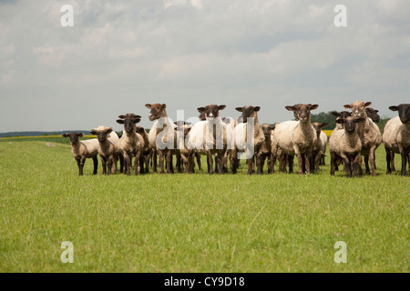 Schafherde auf der Weide, Land, Feldberger Seenlandschaft, Landkreis Mecklenburgische Seenplatte, Mecklenburg-Vorpommern, Deutschland Stockfoto