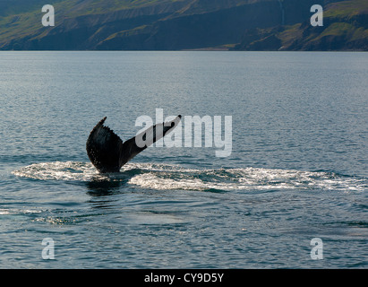 Wals Schweif, Husavik Island Stockfoto