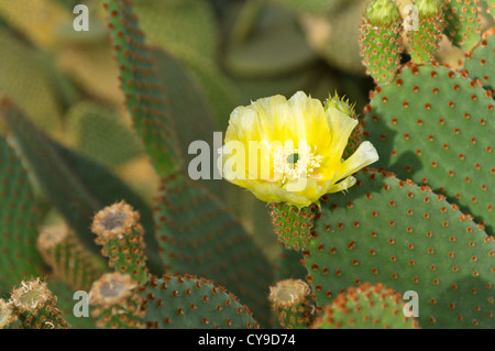 Bunny Ohren Kaktus (Opuntia microdasys) Stockfoto