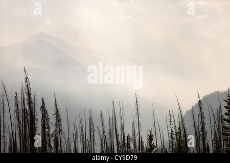 Borealen Wald verbrannt und eine tobende Waldbrand am Octopus Berg in Kootenay National Park, Kanada Stockfoto