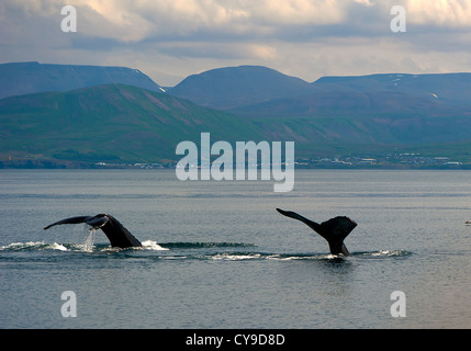 Paar von Wals Tails, Husavik Island Stockfoto