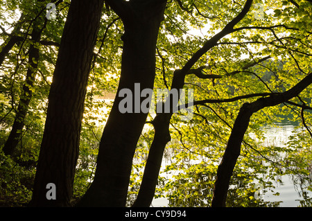 Gemeine Kiefer (Pinus sylvestris) und Buche (Fagus sylvatica) Am Liepnitzsee, Land Brandenburg, Deutschland Stockfoto