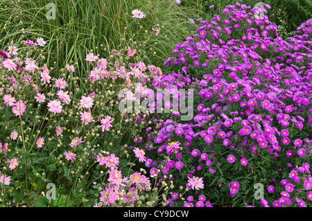 Japanische Anemone (Anemone Hupehensis var. Japonica) und Aster (Aster) Stockfoto