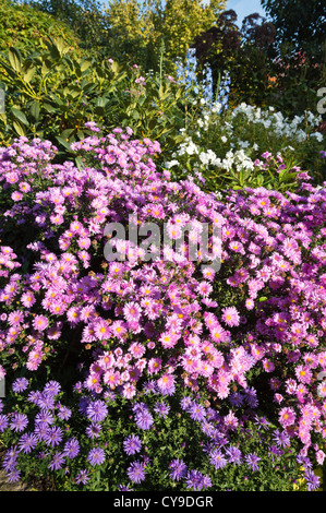 Astern (Aster) in einem herbstlichen Garten Stockfoto