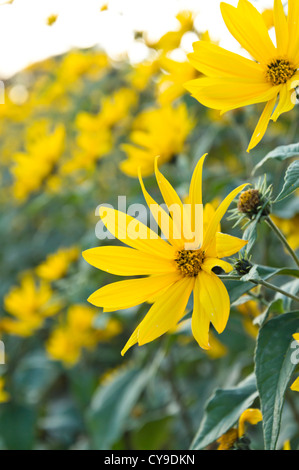 Topinambur (Helianthus tuberosus) Stockfoto