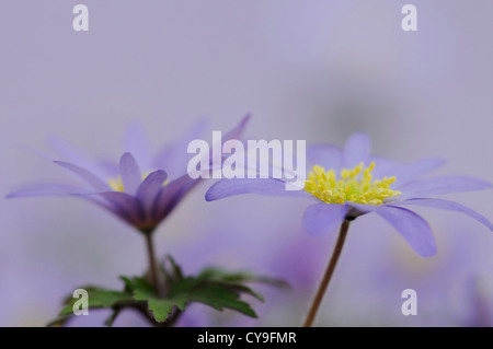 Anemone Blanda. Winter-Windflower oder Saphir Anemone. Daisy geformte Blume mit blassen blauen Blüten und leuchtend gelbe Staubgefäße. Stockfoto