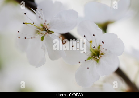 Prunus Spinosa, Schlehe oder Schlehe. Nahaufnahme von zwei weiße Blüten mit langen Staubfäden auf dem Ast eines Baumes. Stockfoto