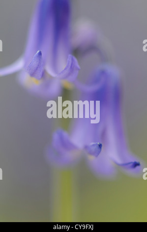 Hyacinthoides non-Scripta, englische Bluebell. Nahaufnahme von Bell geformte blaue Blumen im flachen Fokus. Stockfoto