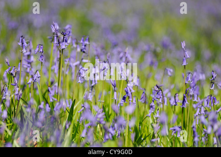 Hyacinthoides non-Scripta, englische Bluebell. Niedrigem Niveau geschossen mit flachen Fokus aufrecht Glockenblumen wachsen in einem Feld. Stockfoto