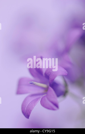 Campanula Isophylla, italienische Glockenblume oder Trailing Campanula. Nahaufnahme der kleinen lila lila Blüten. Stockfoto