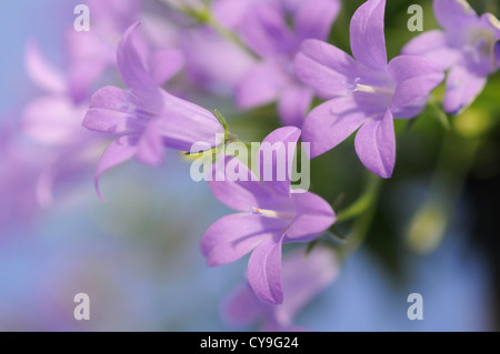 Campanula Isophylla, italienische Glockenblume oder Trailing Campanula. Nahaufnahme der kleinen lila lila Blüten. Stockfoto