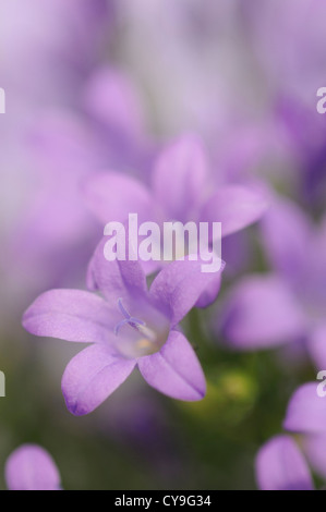 Campanula Isophylla, italienische Glockenblume oder Trailing Campanula. Nahaufnahme der kleinen lila lila Blüten. Stockfoto