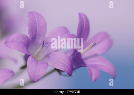 Campanula Isophylla, italienische Glockenblume oder Trailing Campanula. Nahaufnahme der kleinen lila lila Blüten. Stockfoto