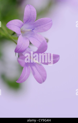 Campanula Isophylla, italienische Glockenblume oder Trailing Campanula. Nahaufnahme der kleinen lila lila Blüten. Stockfoto