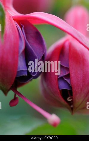 Fuchsia "Winston Churchill". Nahaufnahme Detail zwei rosa und lila Blumen wachsen auf dem Strauch. Stockfoto