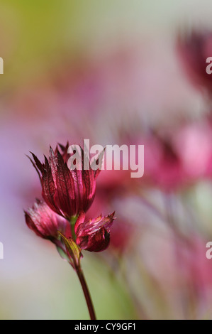 Astrantia Carniolica 'Rubra', roter Zwerg Meisterwurz. Seitlicher Blick auf den tiefroten offenen Blüten. Stockfoto