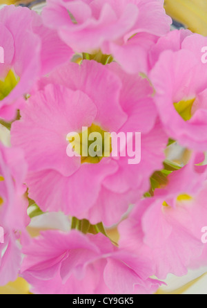 Primula Sorte, Primel. Nahaufnahme der rosa Blumenstrauß in einer Vase. Stockfoto