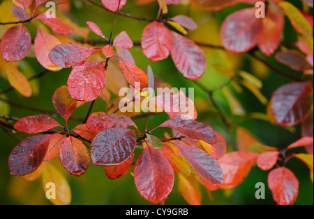 Cotinus Coggygria 'Royal Purple', Rauch Busch. Nahaufnahme von roten Blätter auf Zweige des Baumes. Stockfoto