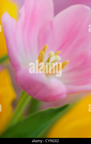 Tulipa Sorte, Tulpe, Nahaufnahme von rosa Blütenblättern und gelben Staubfäden der einzelne Blume auf einem Stiel vor einem gelben Hintergrund. Stockfoto