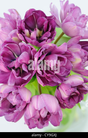 Tulipa Sorte, Tulpe. Haufen von extravaganten auffällige violette Tulpen in einer Vase von oben gesehen. Stockfoto