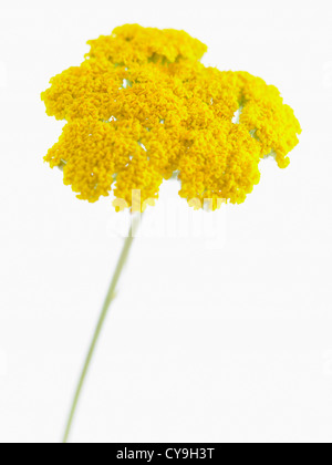 Achillea Filipendulina 'Gold Plate', Schafgarbe. Gelbe Stängelpflanzen förmigen Blütenstand auf einem einzigen Stamm vor einem weißen Hintergrund. Stockfoto