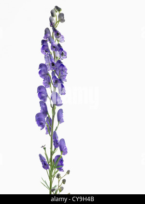 Aconitum Napellus, des Mönchs Haube oder Eisenhut. Reichlich blaue Blumen auf einem einzigen vertikalen Stamm vor einem weißen Hintergrund. Stockfoto