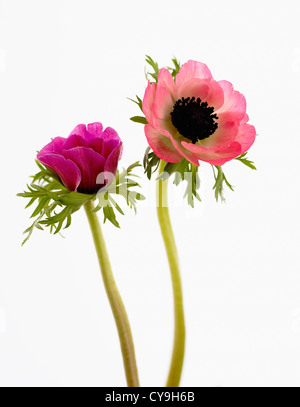 Anemone Coronaria, Garten-Anemone, einzelne offene rosa Blume auf einem Stiel gegen einen weißen. Stockfoto