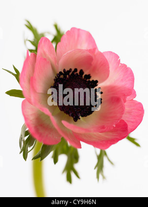 Anemone Coronaria, Garten-Anemone, einzelne offene rosa Blume auf einem Stiel vor einem weißen Hintergrund. Stockfoto