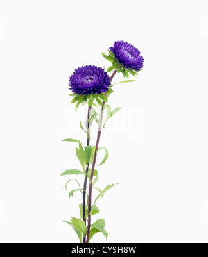 Callistephus Chinensis 'Matsumoto", China-Aster. Lila Blüten auf weißem Hintergrund. Stockfoto