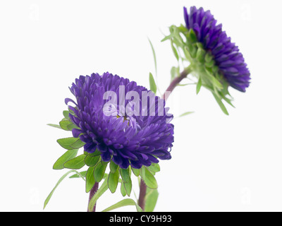 Callistephus Chinensis 'Matsumoto", China-Aster. Lila Blüten auf weißem Hintergrund. Stockfoto