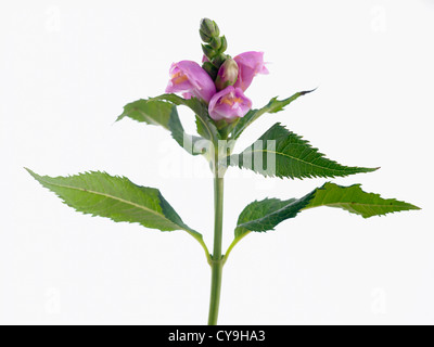 Nektar Obliqua, Twisted Shell Blume. Lila Blüten auf einem einzigen grünen Stiel vor einem weißen Hintergrund. Stockfoto