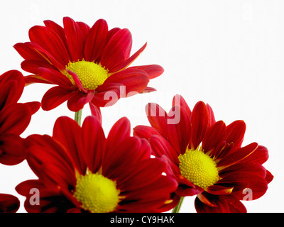 Chrysantheme Indicum "Tigerrag". Gruppe von Daisy geformte Blüten mit roten Blüten und gelben Staubfäden vor einem weißen Hintergrund. Stockfoto