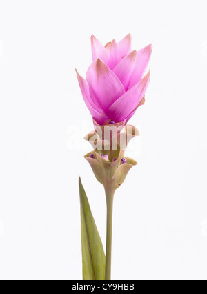 Curcuma Alismatifolia "Rosa", Siam Tulpe. Ungewöhnliche rosa Blume auf einem Stiel vor einem weißen Hintergrund. Stockfoto