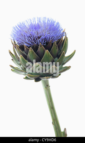 Cynara Scolymus, Artischocke. Blaue Blume über die gelappten Blätter von diesem ewigen essbare Distel. Stockfoto