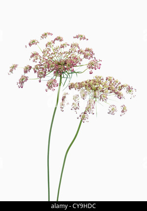 Daucus Carota, Wilde Möhre. Zwei Stämme mit rosa Blumen auf weißem Hintergrund Stockfoto