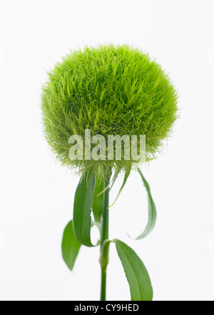 Dianthus Barbatus 'Temarisou', Nelke, grüne Trick-Serie. Ungewöhnliche grüne Blume, die Blume des Jahres bei Chelsea 2012 wurde Stockfoto