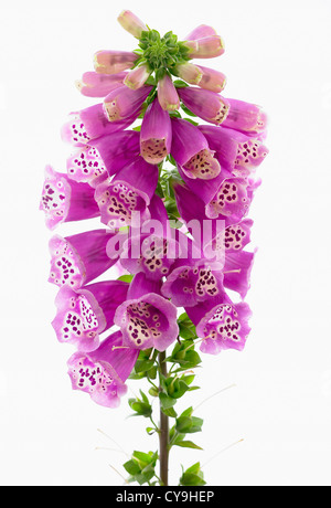 Digitalis Purpurea, Fingerhut. Violetten glockenförmigen Blüten auf einem einzigen Stamm einer Cottage Garten Pflanze vor einem weißen Hintergrund. Stockfoto